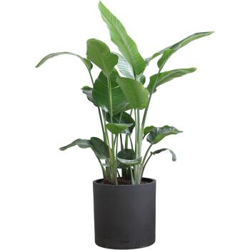 一年四季該如何維護綠植呢？