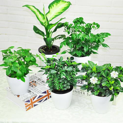 綠植生長(cháng)過(guò)程中會(huì )出現什么問(wèn)題？