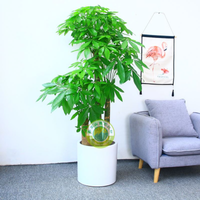 發(fā)財樹(shù)